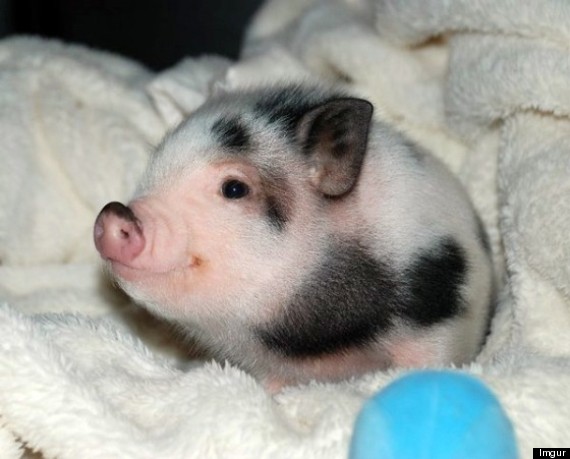 tinypig1