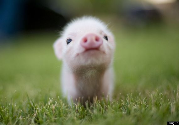 tinypig5