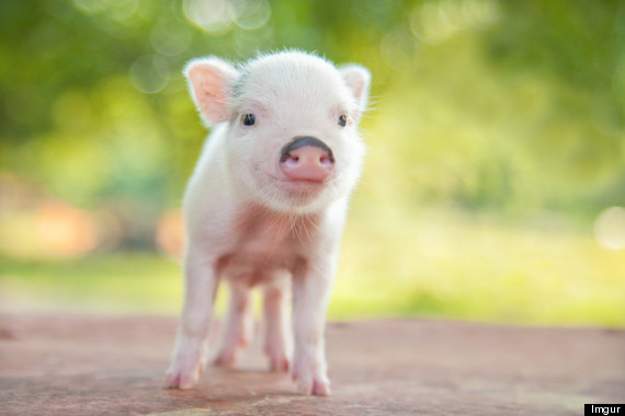 tinypig6