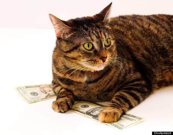 money cat