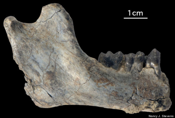 oldest ape fossils