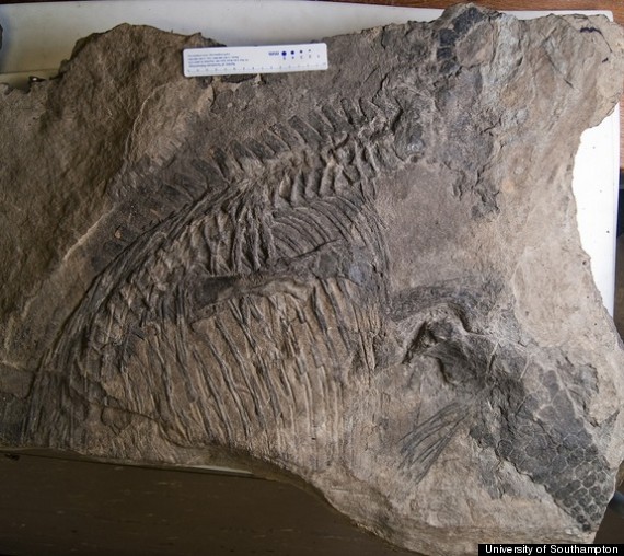 marine reptile fossil