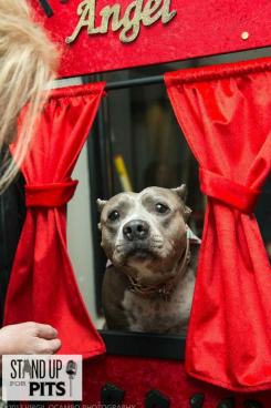 pit bull kissing booth