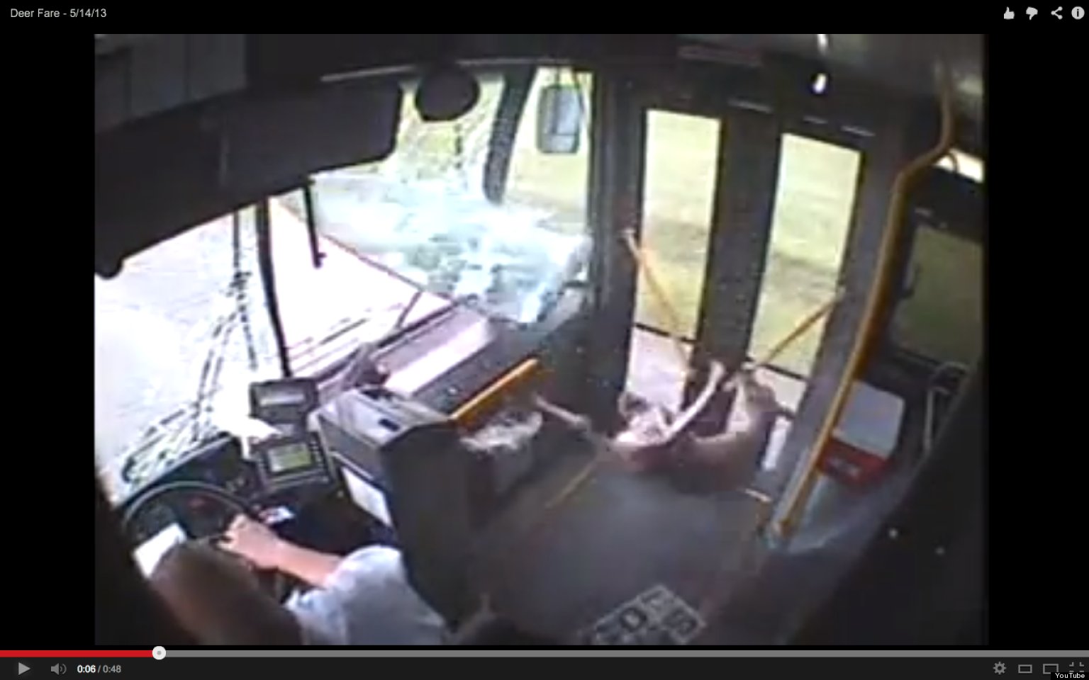 Deer Crashes Through Pennsylvania Bus Windshield, Runs Around Inside ...