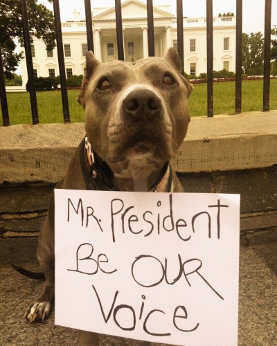 one million pibble march