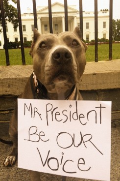 one million pibble march