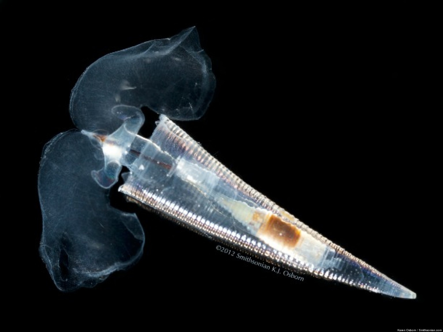 Sea Butterfly Photos Show Stunning Underwater Biodiversity | HuffPost