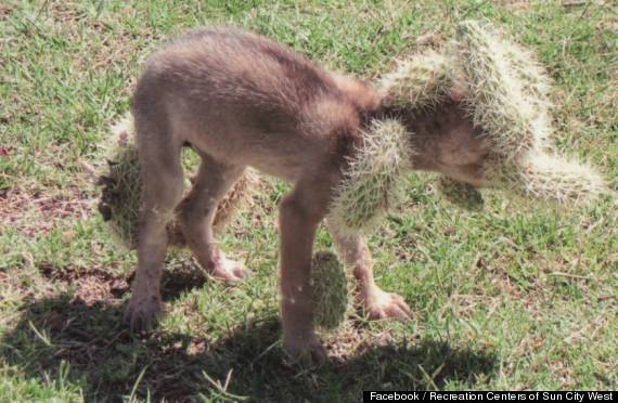 coyote pup cactus