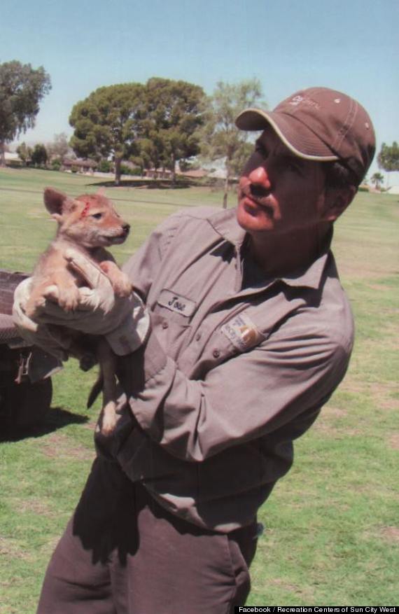 coyote pup cactus