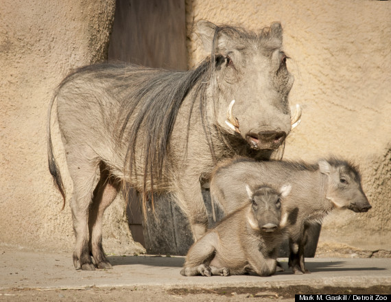 baby warthogs photos detroit zoo