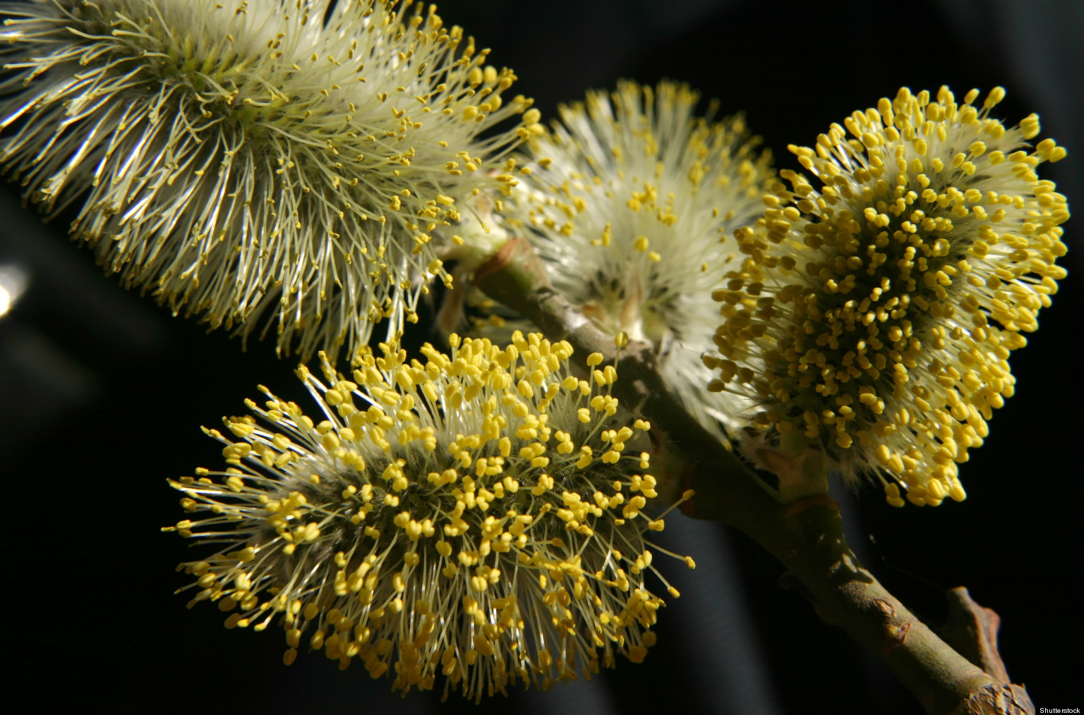 'Pollen Tsunami' Chicago: Allergy Season Off To A Miserable Start For ...