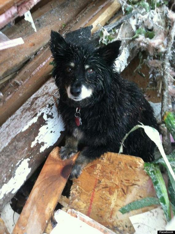 dog guards owner tornado