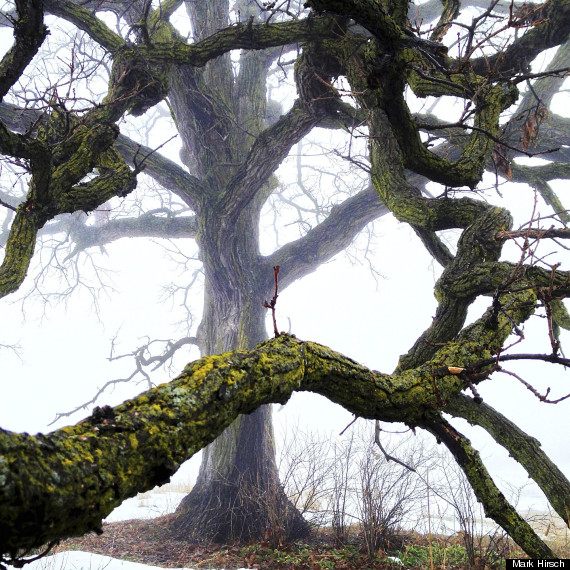 that tree photos