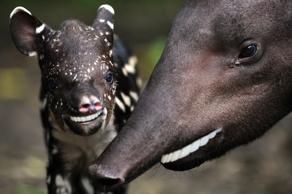 tapirsbiden