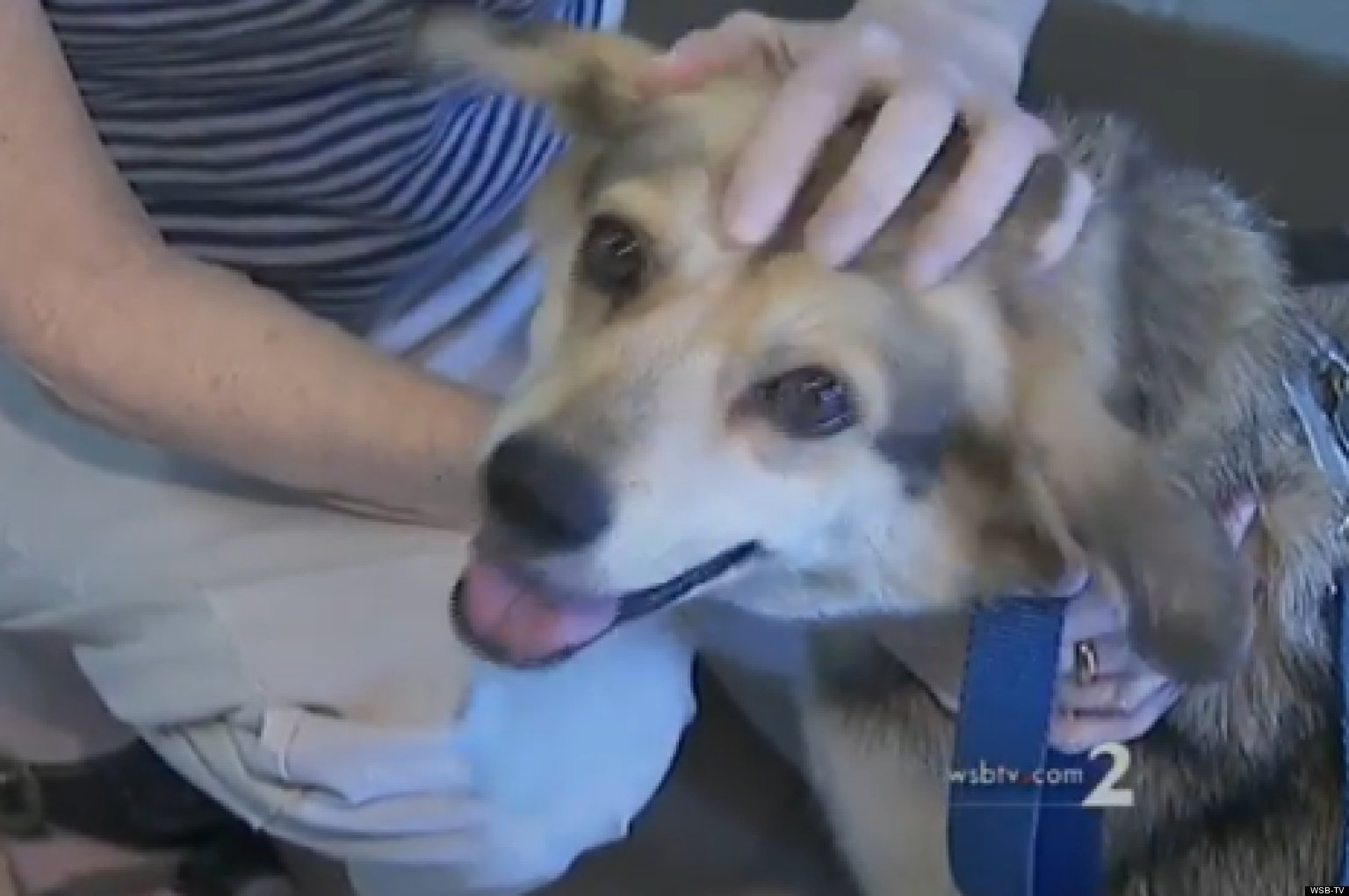 Missing Dog Found In Atlanta, 500 Miles From Indiana Home (VIDEO ...