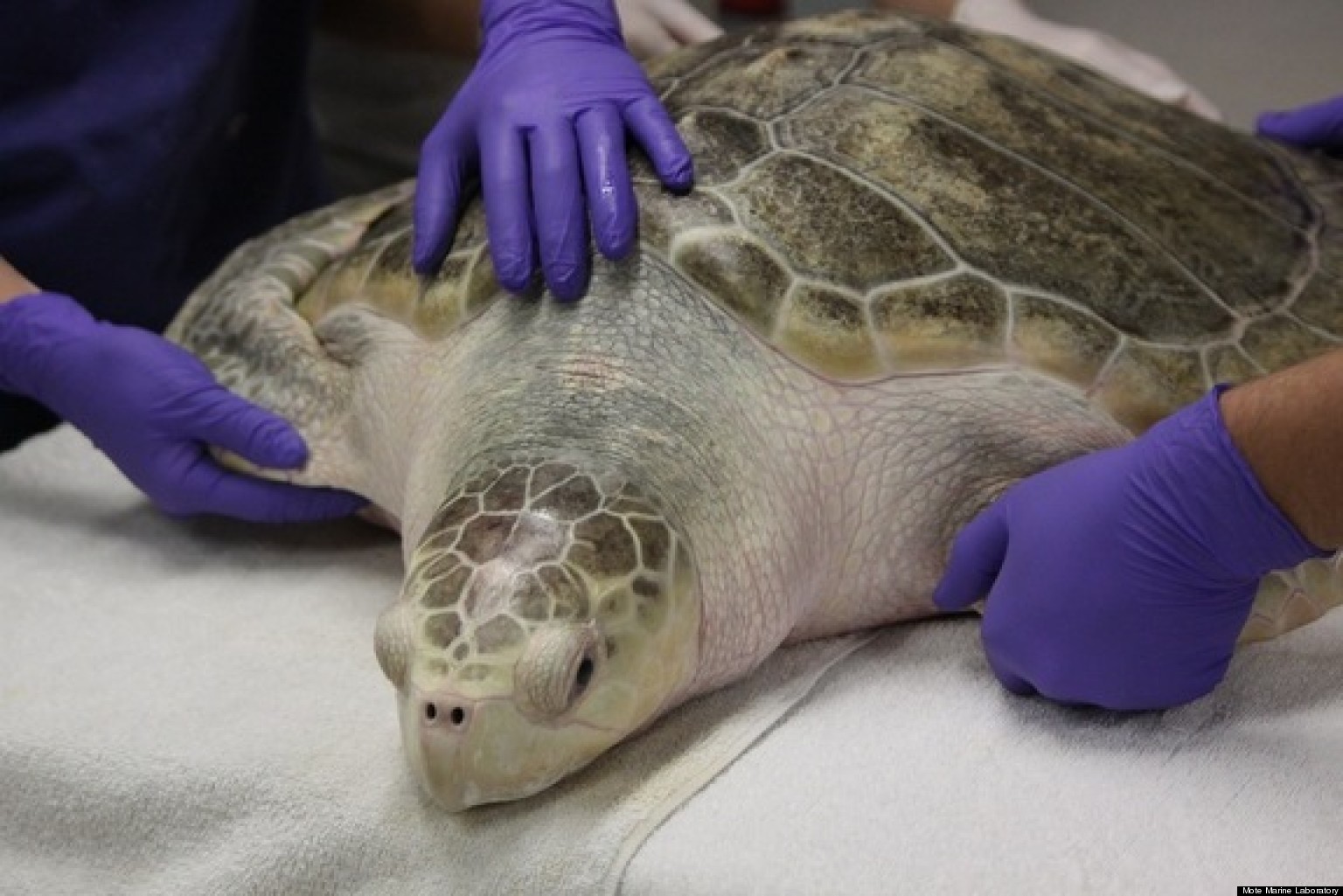 Kemp's Ridley Sea Turtle, Endangered Species, Feeding In Possibly Toxic ...