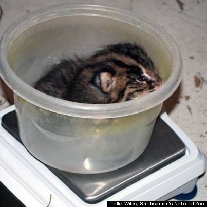 fishing cat kitten