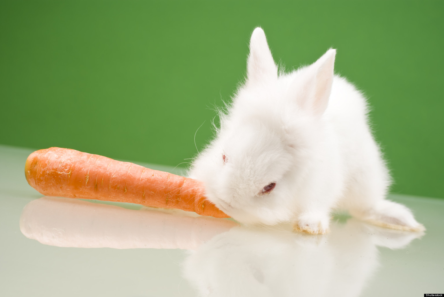 Мандарин кролику. Кролик с морковкой. Заяц ест морковку. Кролик ест морковку. Зайчик ест морковку.