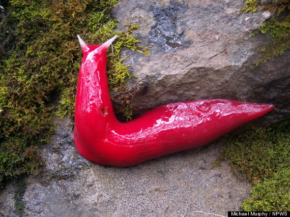 pink slugs