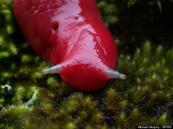 pink slugs