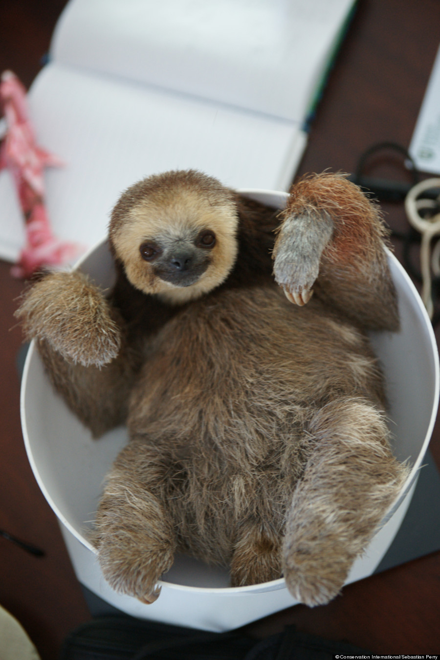 sloth images