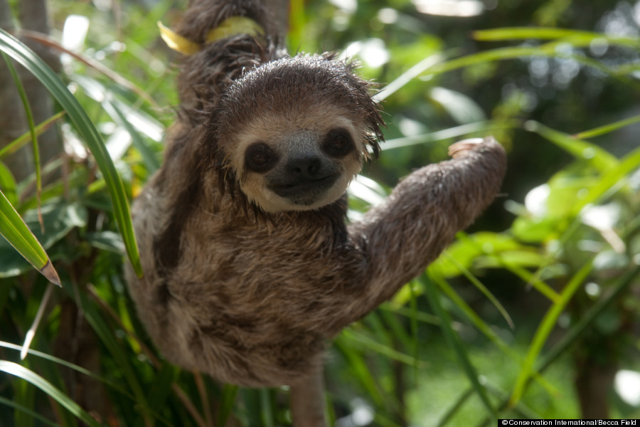 sloth images