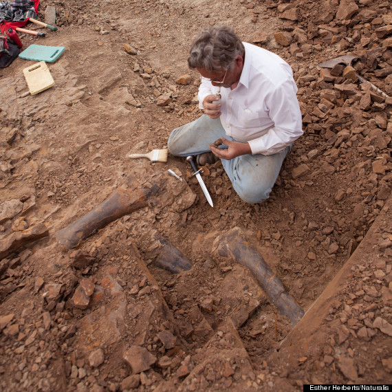 triceratops skeleton