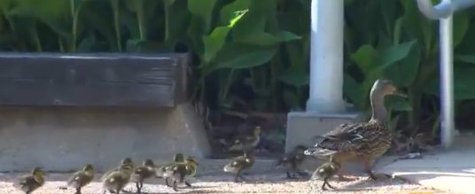 ducklings hospital