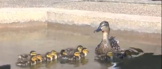 ducklings hospital