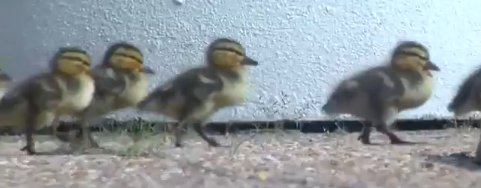 ducklings hospital