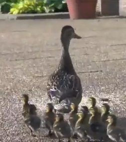 ducklings hospital