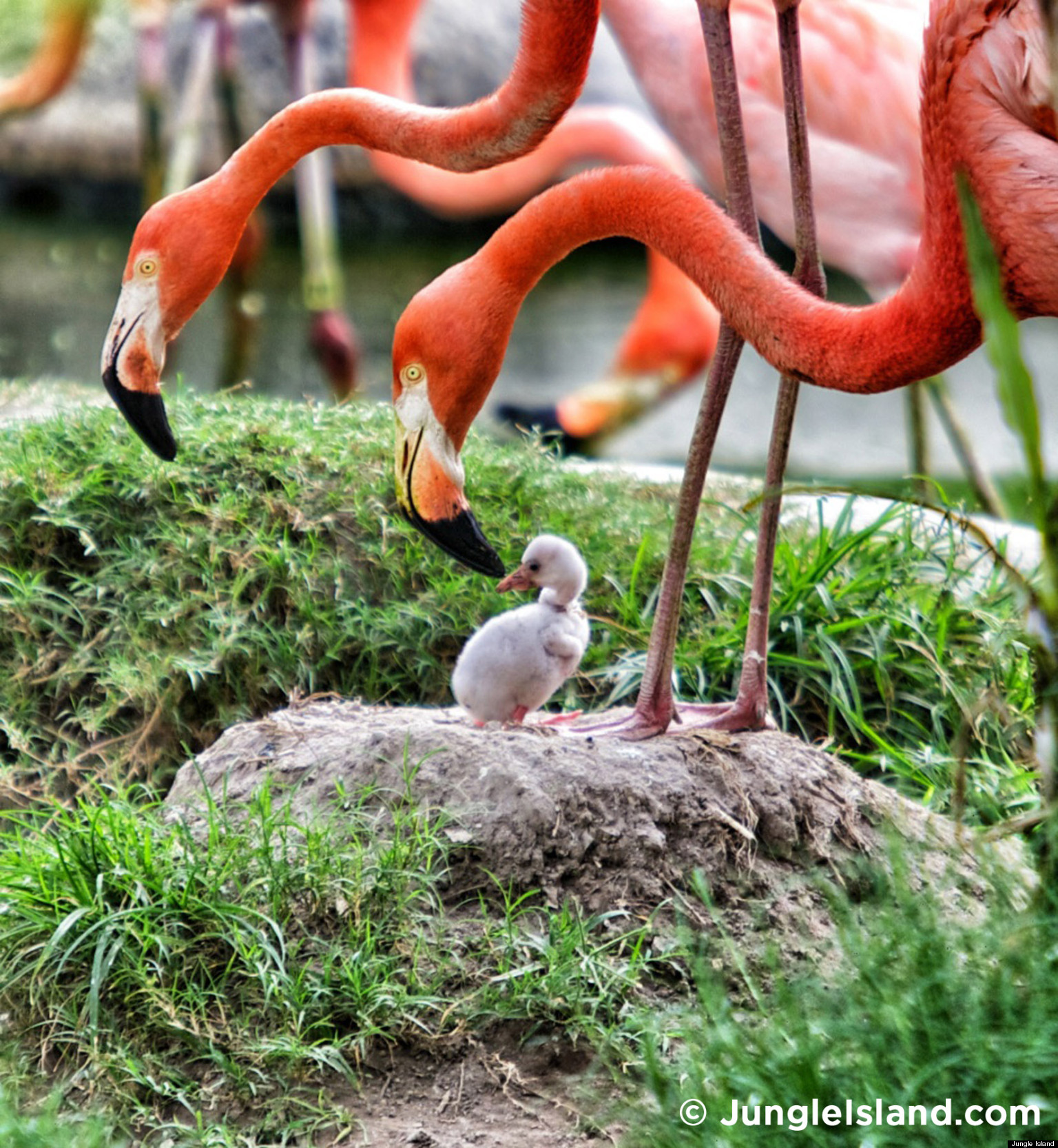 Baby Flamingo 'Bella' Born At Miami's Jungle Island (PHOTOS) | HuffPost