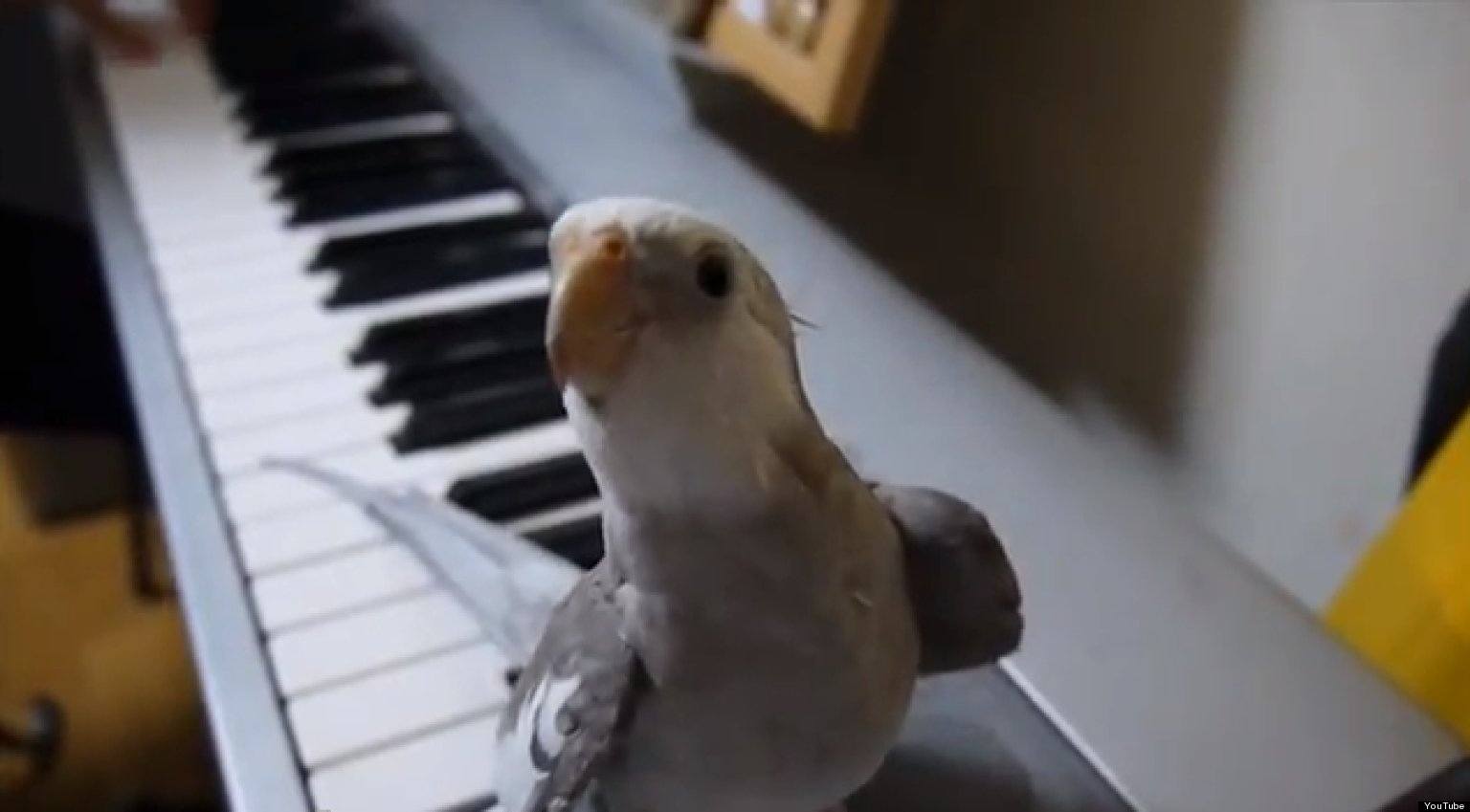 Cockatiel Sings Theme Song From 'My Neighbor Totoro' (VIDEO) | HuffPost