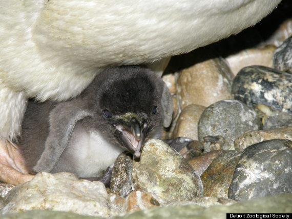 detroit zoo penguin chick