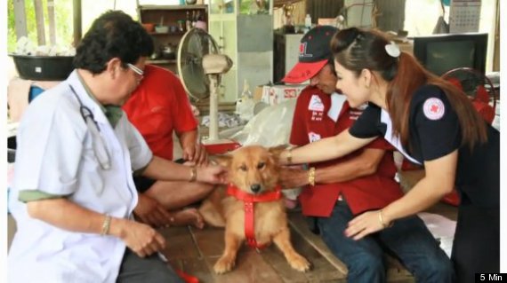 dog saves newborn thailand