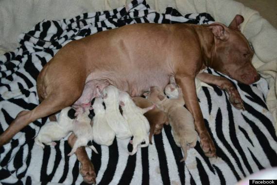 pit bull adopts shih tzus