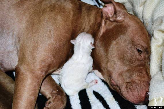 pit bull adopts shih tzus