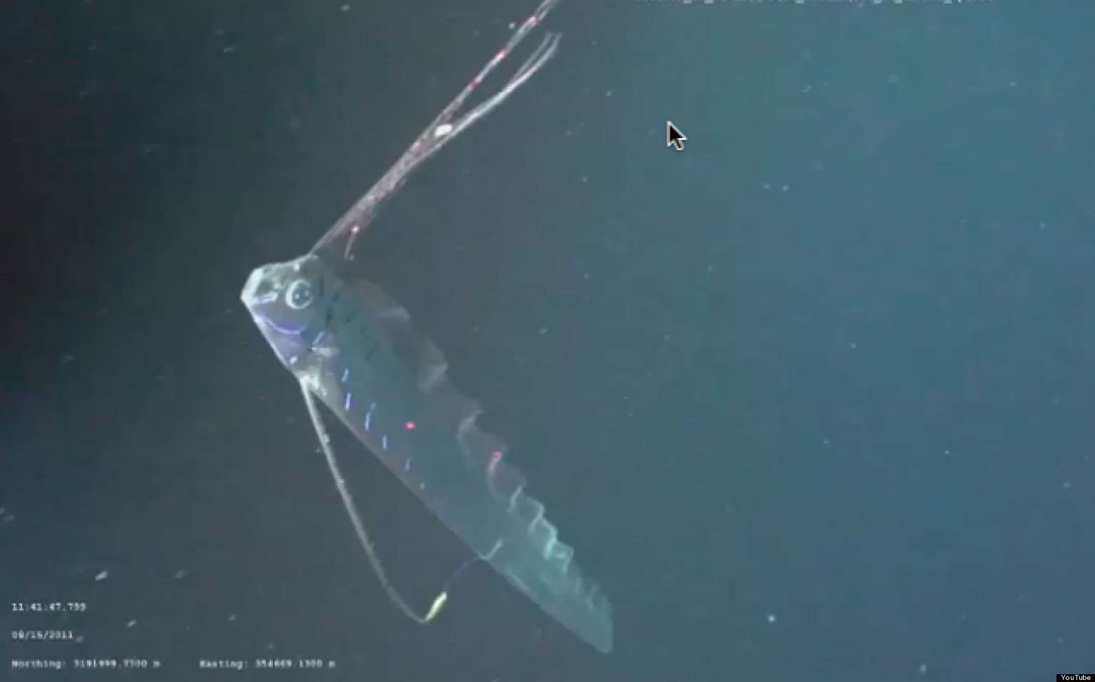 Oarfish VIDEO: Rare Giant Fish Spotted In Gulf Of Mexico By Undersea ...