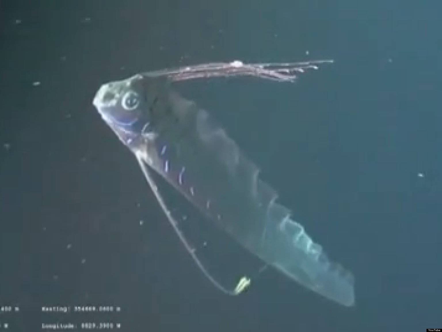 Rare Giant Oarfish Filmed In Gulf Of Mexico (VIDEO) | HuffPost UK