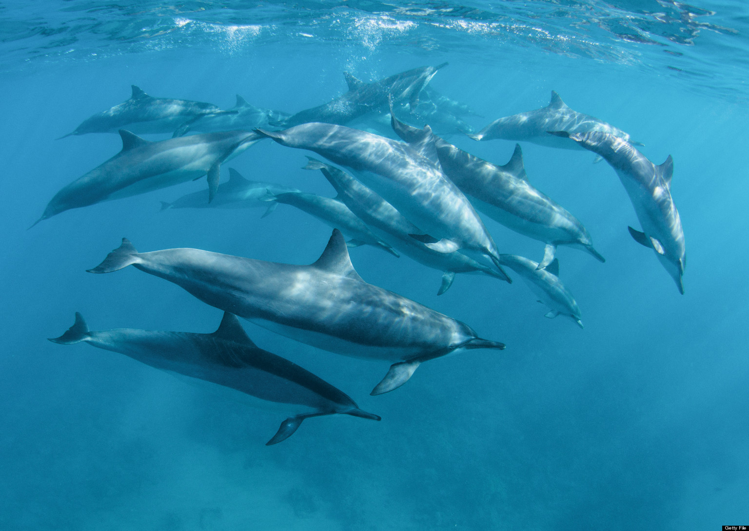 Talking To Dolphins: Could Humans Ever Communicate With Marine Mammals?