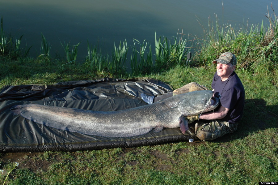 monster catfish