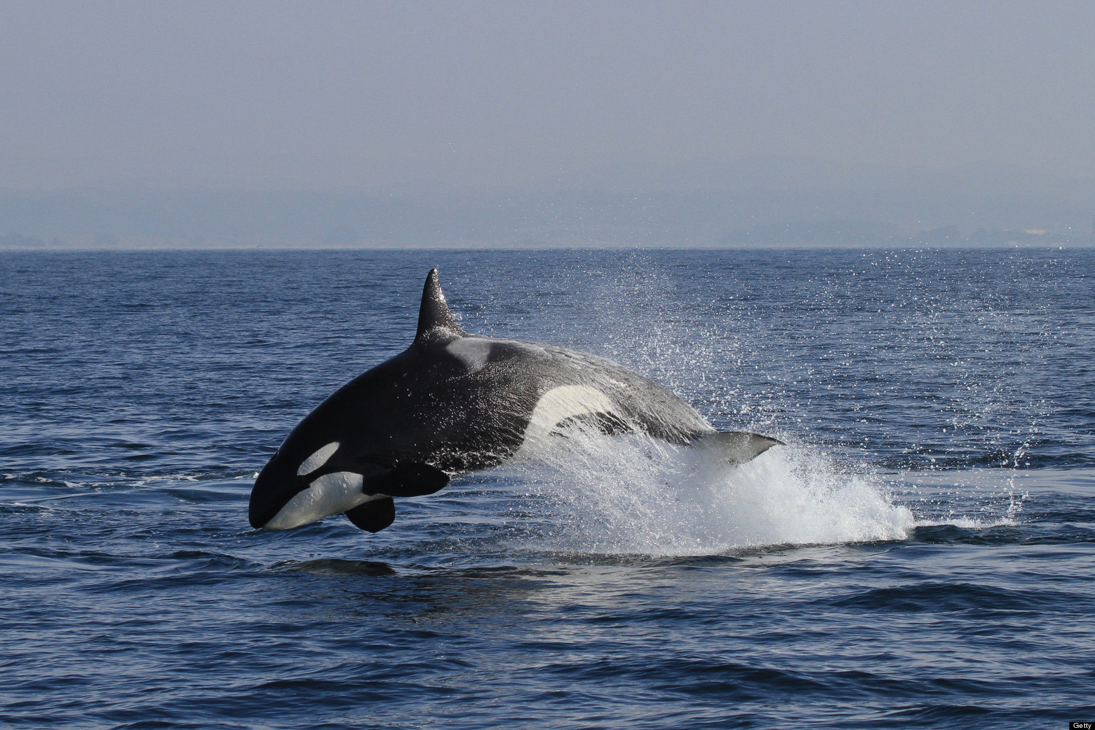 UK Killer Whales Can't Be Saved | HuffPost