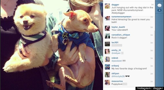 instagram dogs instameet