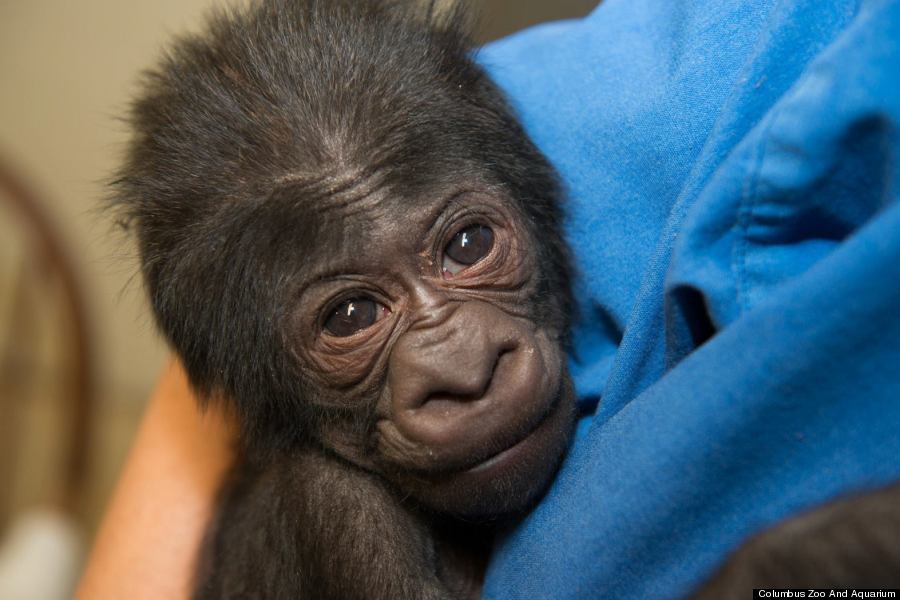 baby gorilla