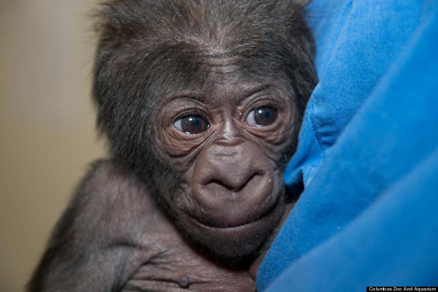 baby gorilla