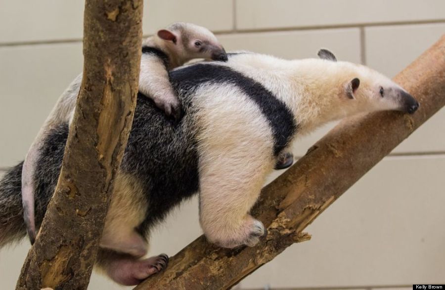 southern tamandua