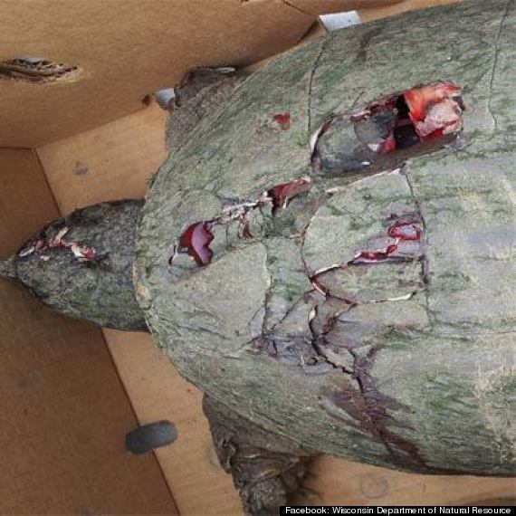 turtle beaten to death