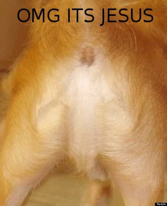 Dog Butt Looks Like Jesus Christ In A Robe (PHOTO) | HuffPost Weird News