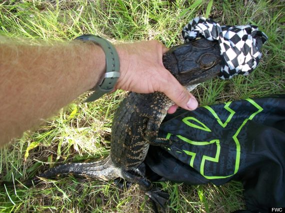 gator in backpack