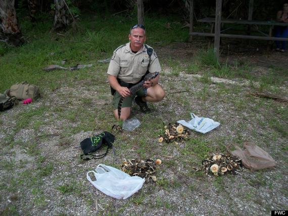 mushrooms and gator in backpack